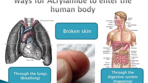 Acrylamide is proven to be carcinogenic in animals and a probable human carcinogen mainly formed in foods by the reaction of asparagine (free amino acid) with reducing visvanathan r, k. The effects of Acrylamide - YouTube