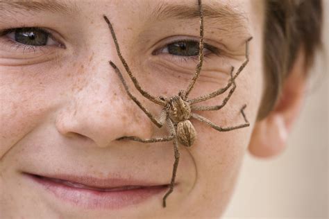 Couple Finds A Huntsman Spider The Size Of A Frisbee Eating An Entire