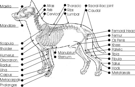 Ultimate Guide To Dog Skeletal System And Reproductive Anatomy