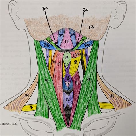 Neck Muscle Diagram Front Jeff Searle Muscles Of The Head And Neck