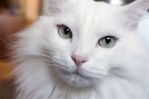 Turkish Angora Cat Breed Information And Characteristics Daily Paws