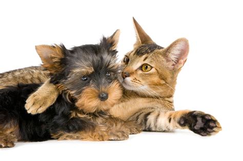 Wallpaper Yorkshire Terrier Cat Couple Friendship X