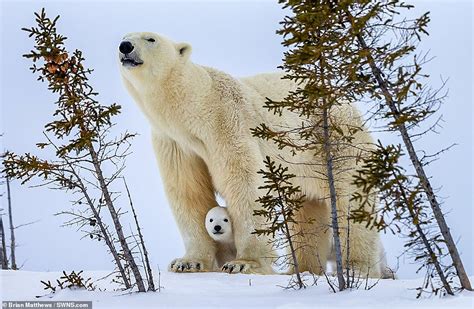 Hi Bear Polar Bear Cub Waves At The Camera As He Larks About In The