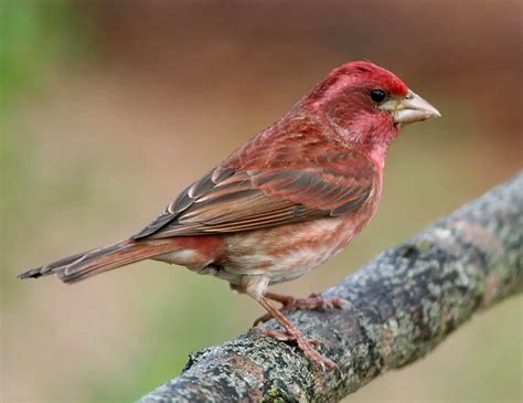 Finches In Michigan 8 Species With Pictures Wild Bird World