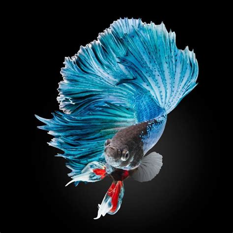 The Most Beautiful Betta Fish In The World Is So Good Looking Hes The