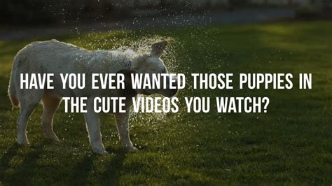 Puppy Ad Youtube