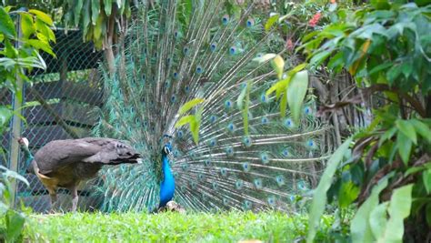 Beautiful park full of birds free roaming. Kl Bird Park - Indian Stock Footage Video (100% Royalty ...