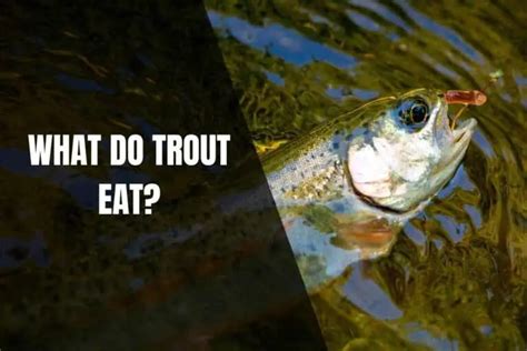 What Do Trout Eat Begin To Fish