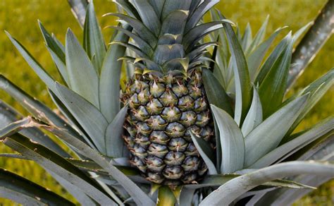 Pineapple Plant Photos Inside Nanabreads Head