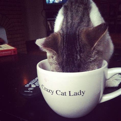 Sums It Up Crazy Cats Crazy Cat Lady Cat Lady