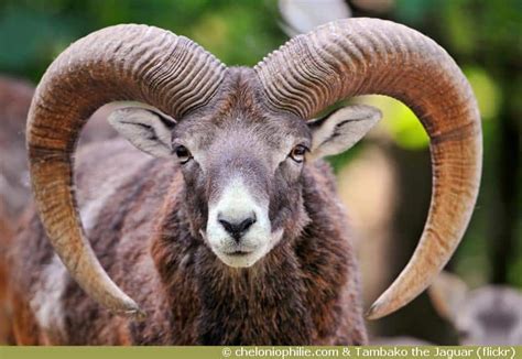 Le Mouflon De Méditerranée Ovis Gmelini Animaux Sauvage