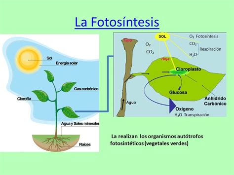 La Fotosíntesis Consiste En La Fabricación De Alimentos Por Medio De La