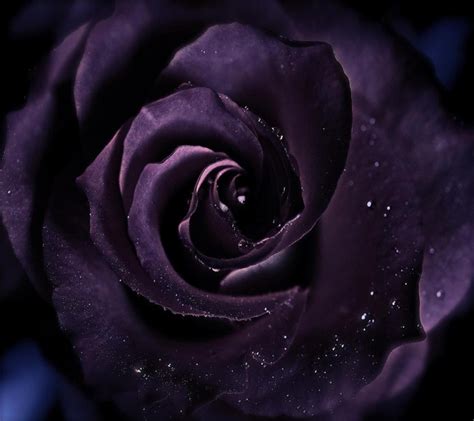 A collection of the top 35 aesthetic rose wallpapers and backgrounds available for download for free. Violet Rose Wallpaper (60+ images)