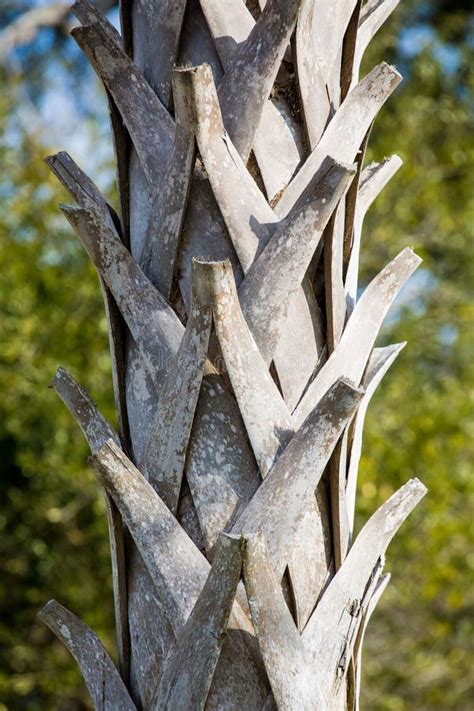 Closeup Of Palm Tree Trunk Stock Photo Image Of Natural 18609270