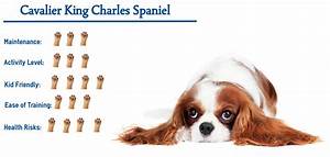 How Much Does King Charles Spaniel Maintenance Cost