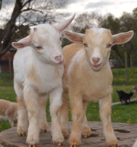 Baby Goats And Friends Baby Farm Animals Cute Animals Images Cute