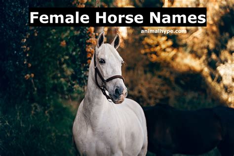 401 Cute And Quirky Female Horse Names Animal Hype