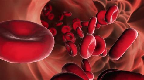 Red Blood Cells Stock Motion Graphics Motion Array