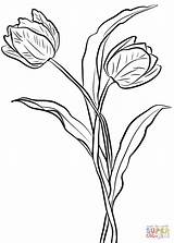 Coloring Tulips Pages Two Printable Tulip Drawing Categories sketch template