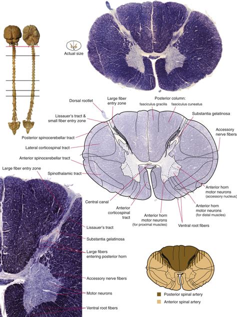 Transverse Sections Of The Spinal Cord Neupsy Key