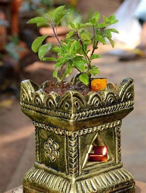 Potted Tulsi Plant For Worship Tulasi Maa Basilic Decoration