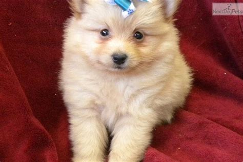 931 likes · 36 talking about this. Pomeranian puppy for sale near Las Vegas, Nevada ...