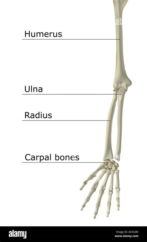 The Bones Of The Upper Limb Stock Photo Alamy