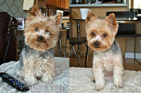 One of our most asked questions is what haircut does ducky get! Yorkie Puppy Cut | Yorkies and Other Friends... | Pinterest