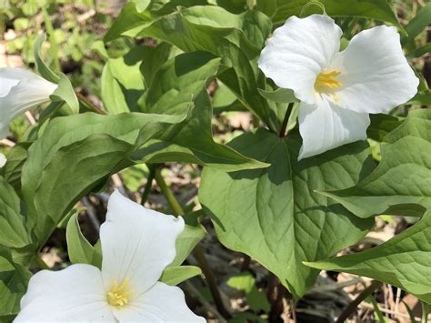 Wisconsin Wildflower Great White Trillium Spring Ephemeral