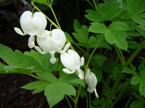 White Bleeding Hearts Flowers In My Garden Pinterest