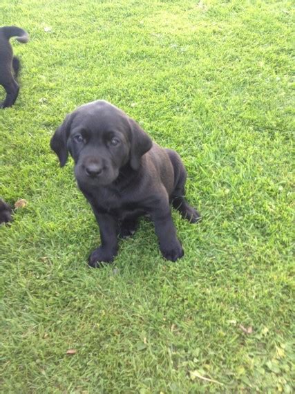 Help with feeding puppies raw. Full pedigree black Labrador puppy 7 weeks old | Turriff ...
