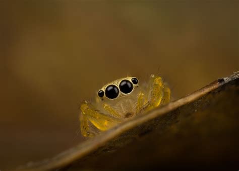 Baby Yellow Spiders ~ Wolf Spider