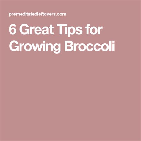 6 Great Tips For Growing Broccoli Growing Broccoli