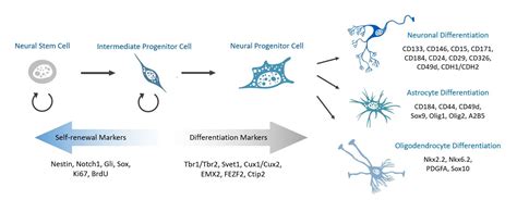 A Guide To Neural Stem Cell Markers Biocompare The Buyers Guide For