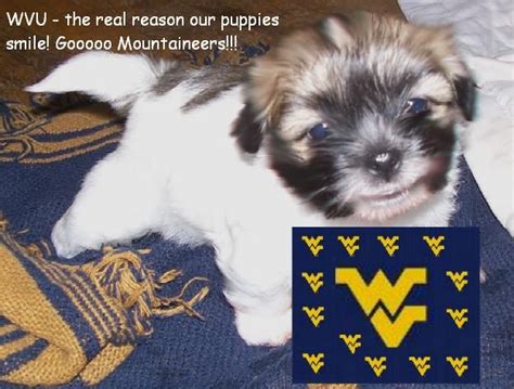 Dog breeders from all over west virginia use puppyfind to successfully find new, loving homes for their precious puppies. WVU Havanese tzu Puppies FOR SALE ADOPTION from Morgantown West Virginia @ Adpost.com ...