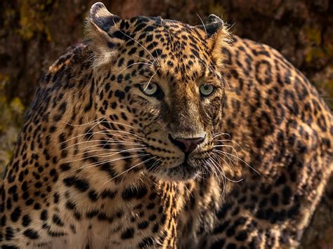Animals Jaguar Muzzle Close Up Predator Big Cat Wild Hd Wallpaper