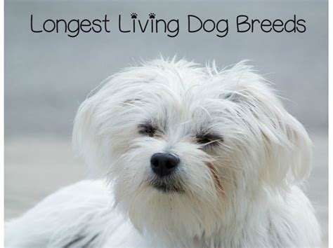 That being said, i need lots of vigorous play daily. Top Longest Living Dog Breeds: 13 Dogs With Long Life ...