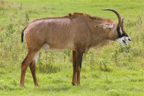 Roan Antelope Whipsnade 15th August 2017 Zoochat