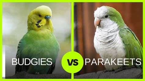 Budgies Vs Parakeets Understanding The Differences Aviary Escort