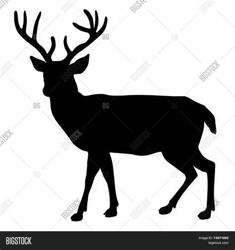 Buck Deer Silhouette Vector