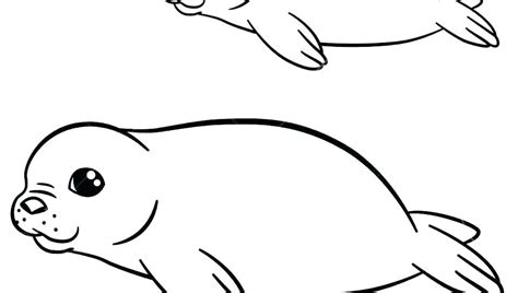 Harp Seal Drawing Free Download On Clipartmag