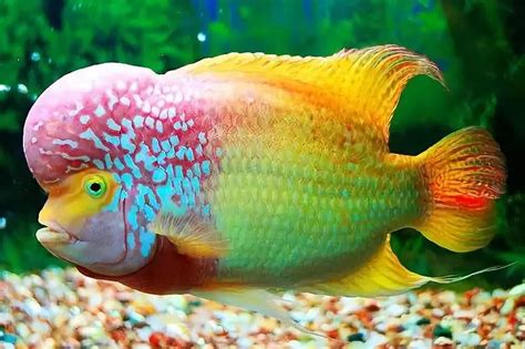 Top 10 Most Beautiful Colorful Fish Types