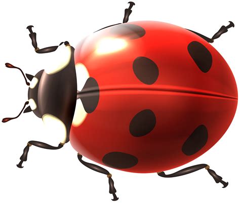 Lady Bug Clip Art 10 Free Cliparts Download Images On Clipground 2024