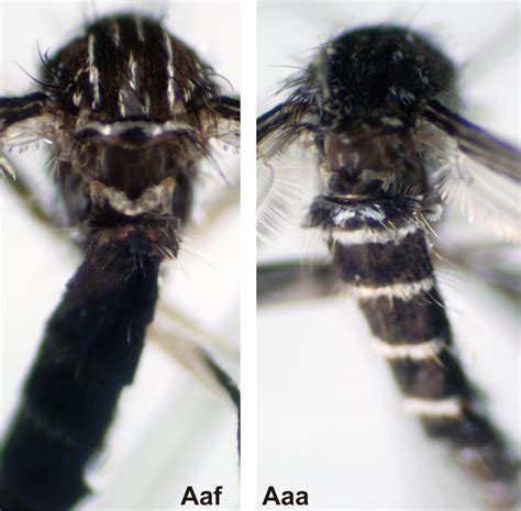 Dorsal Views Of Abdominal Tergite 1 Of Aedes Aegypti Aegypti Aaa And