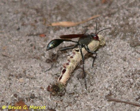 Epow Ecology Picture Of The Week Victim Of The Thread Waisted Wasp