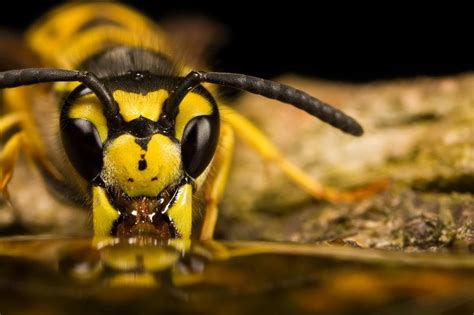 Wasp Head Макросъемки Насекомые и Жуки