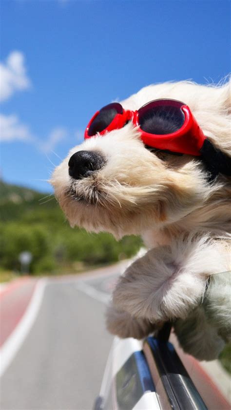 Wallpaper Dog Puppy Road Funny Glasses Hair Sky Nature Animals 1673