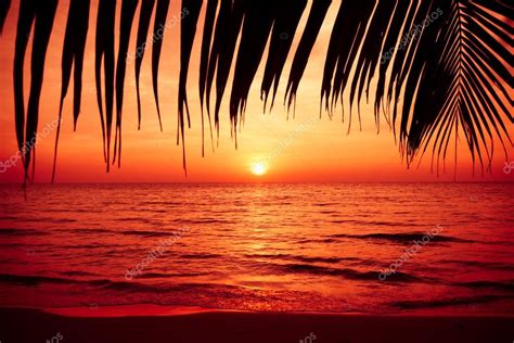 Palm Trees Silhouette On Sunset Tropical Beach Tropical Sunset — Stock