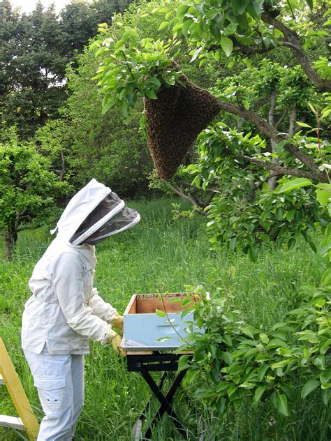 Capturing a swarm | Bee keeping, Honey bee, Source of inspiration