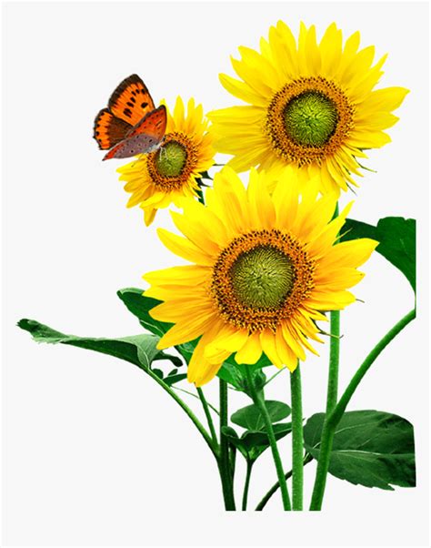 Clipart Sunflower Flowers Hd Png Download Transparent Png Image